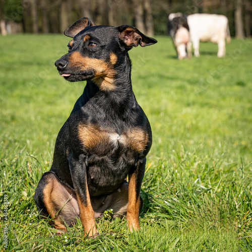  Junger Rehpinscher - Mischlingshund bei einigen Milchkühen auf der Weide. Symbolfoto.