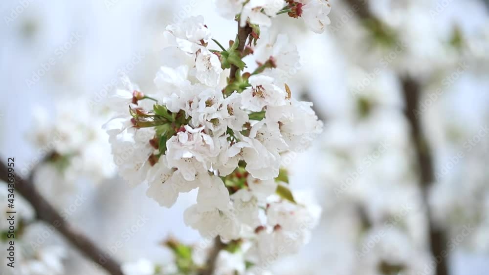 Cherry blossom in spring Cherry blossom in spring