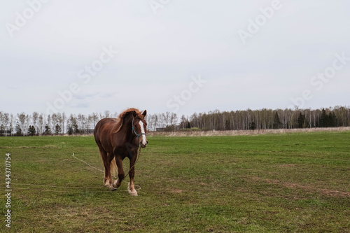 Brown draft horse with a white spot on the head grazing in the meadow