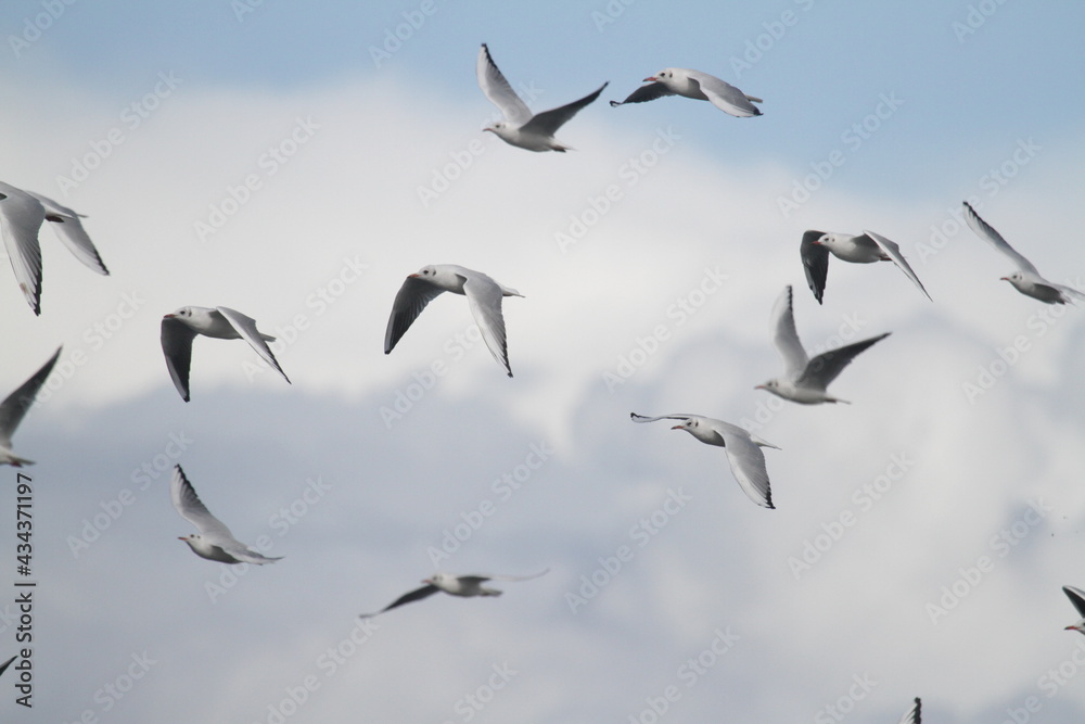 Obraz premium Schwarm Seeschwalben