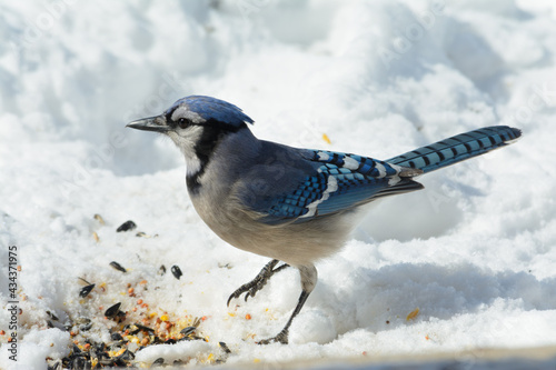 Beautiful Blue Jay in snow, looking for seeds to eat, on a sunny but cold winter day