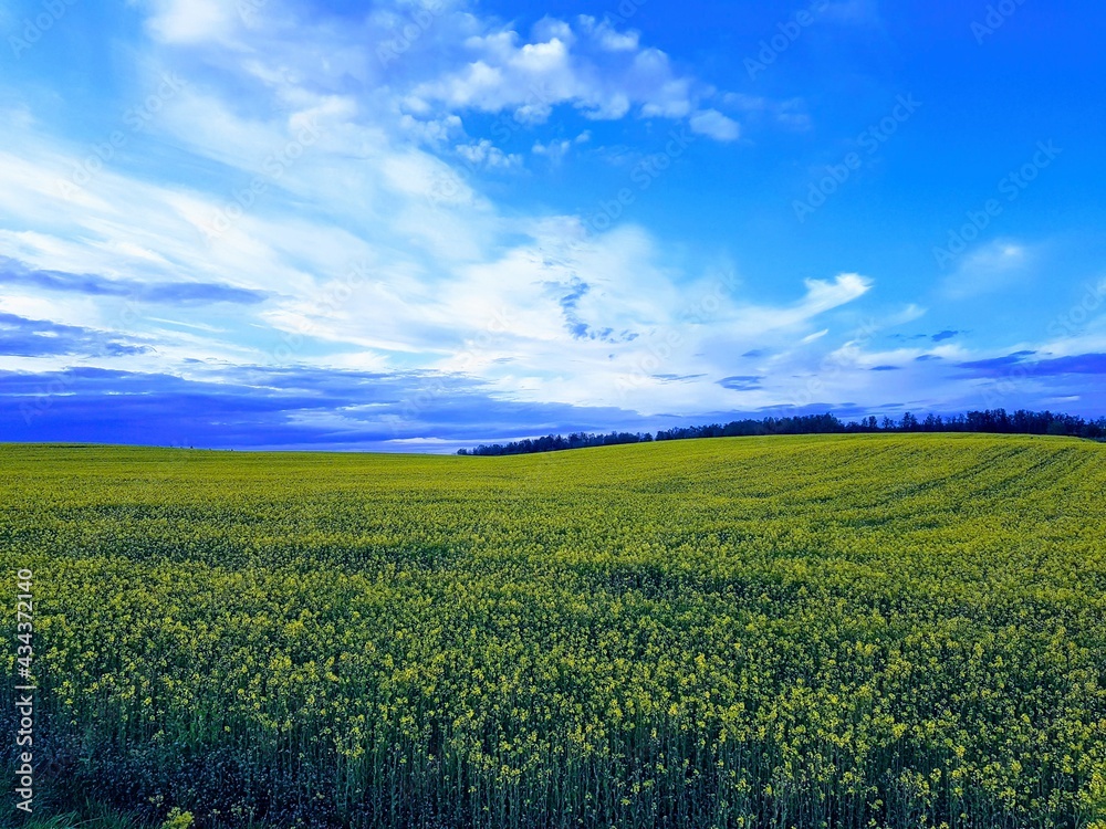 Yellow fields of rapeseed under blue skies in Belarus