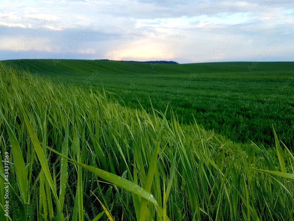 Obraz premium green wheat field