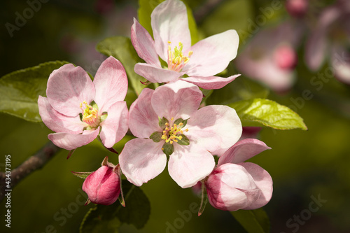 Flowers and buds of an apple tree on a blurred background in sunny weather  spring background. Beautiful garden in spring