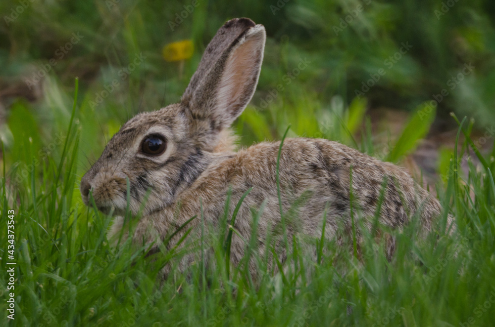 A rabbit hiding in the tall grass. A rabbit hiding in the tall grass.