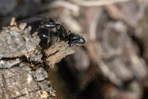 Black ant on foreground in the forest © giadophoto
