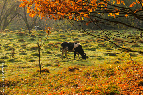 Wallpaper Mural The one cow grazes in the meadow next to the autumn forest. Torontodigital.ca