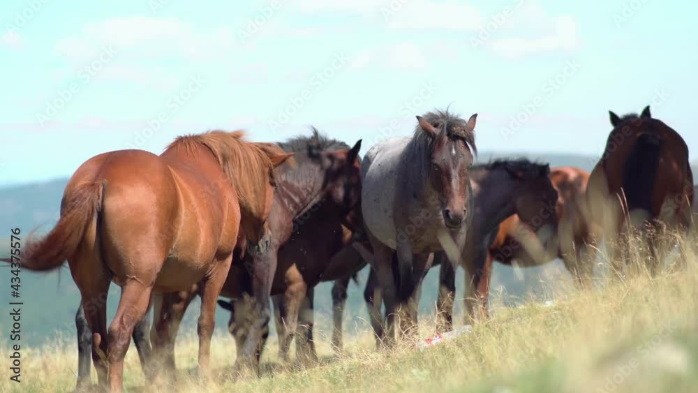 Wild horses (mustangs) graze on clean alpine mountain meadows with a clear blue summer sky. Amazing mountain landscape with horses Wild horses (mustangs) graze on clean alpine mountain meadows with a clear blue summer sky. Amazing mountain landscape with horses