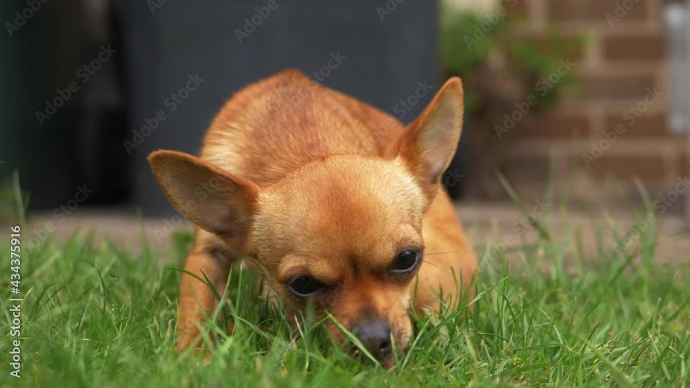 Cute Chihuahua dog eating a snackin the garden Cute Chihuahua dog eating a snackin the garden