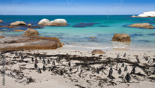 Jackass Penguin colony near cape of good hope, south Africa