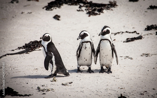 Jackass Penguin colony near cape of good hope, south Africa