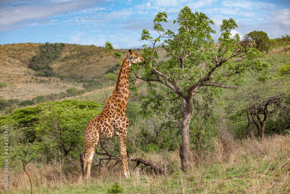 giraffe camelopardalis in the south African Savannah giraffe camelopardalis in the south African Savannah