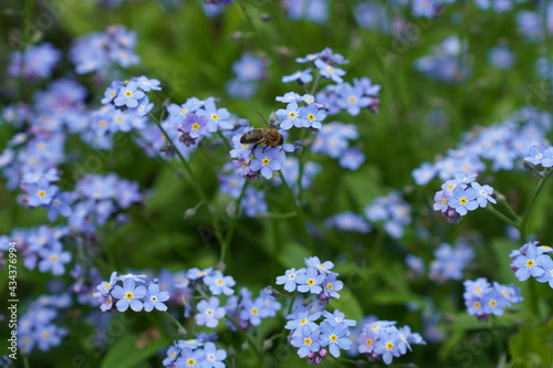 Forget-me-not, Bee