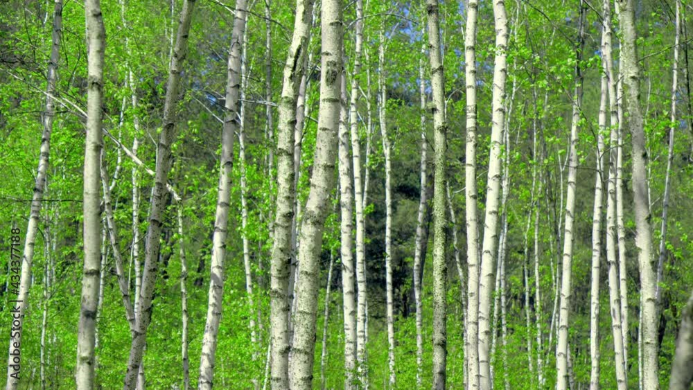 Tree forest nature magical story branch sun summer travel Tree forest nature magical story branch sun summer travel