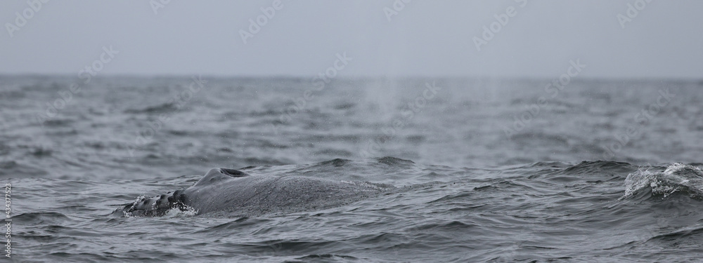black and white, humpback whale 