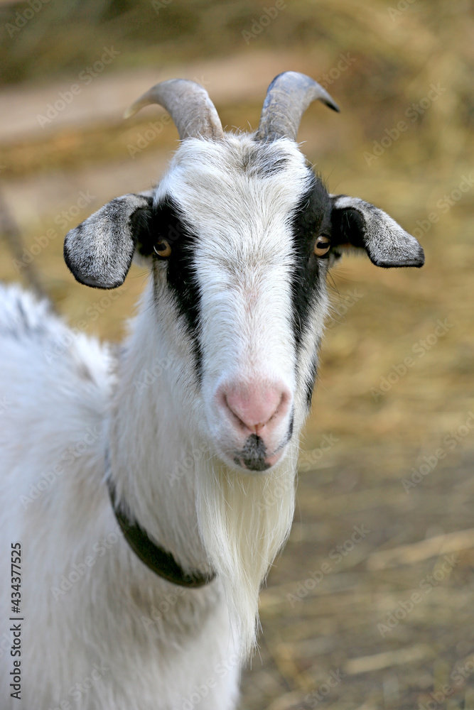 Fototapeta premium funny goat on farm