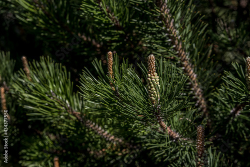 Overgrown shoots of young pine