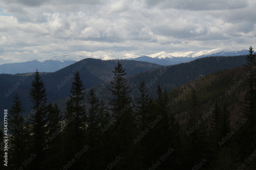landscape photography, branches of coniferous trees covered with snow, snow-capped mountains, valleys in spring 