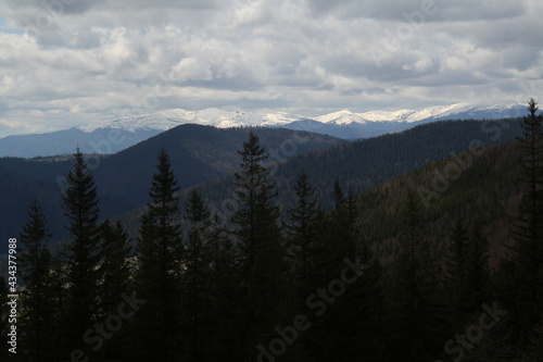 landscape photography, branches of coniferous trees covered with snow, snow-capped mountains, valleys in spring  © barsukov_eug