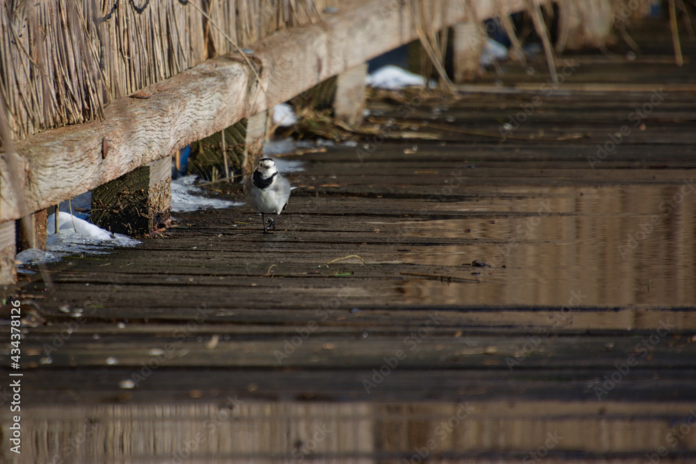 Bergeronnette grise marchant sur des planches au marais de Bazouges cré sur Loir en hiver Bergeronnette grise marchant sur des planches au marais de Bazouges cré sur Loir en hiver