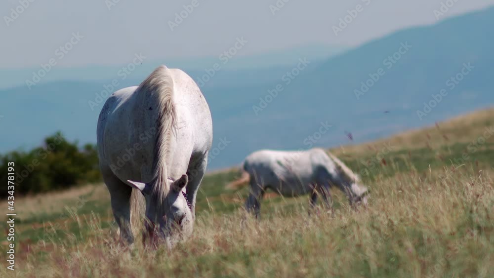 Wild horses (mustangs) graze on clean alpine mountain meadows with a clear blue summer sky. Amazing mountain landscape with horses Wild horses (mustangs) graze on clean alpine mountain meadows with a clear blue summer sky. Amazing mountain landscape with horses