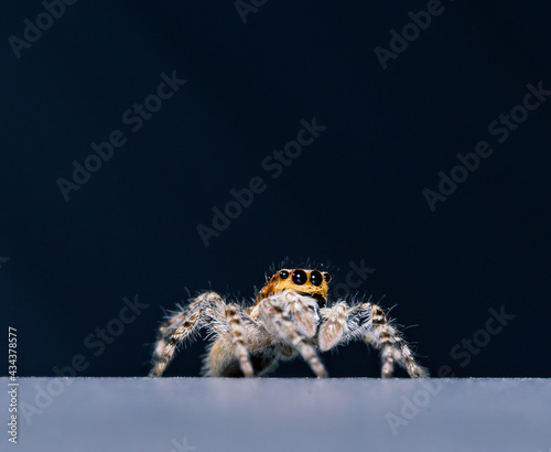 Platycryptus undatus, also called tan jumping spider, is a species of jumping spider. Females of this species are between 10 and 13 mm in body length, and males range from 8.5 to 9.5 mm.. photo