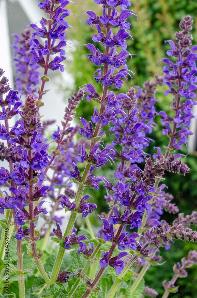 Naklejka premium Salbei - Pflenze