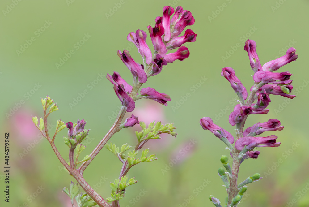 Macro shot of flowers on a common fumitory (fumaria officinalis) plant Macro shot of flowers on a common fumitory (fumaria officinalis) plant