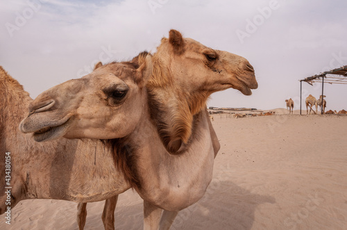 Camels in the UAE desert