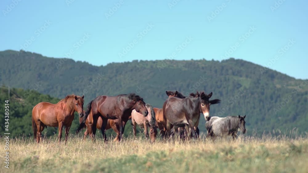 Amazing landscape of a herd of wild horses peacefully grazing on the mountain meadow in summer Amazing landscape of a herd of wild horses peacefully grazing on the mountain meadow in summer