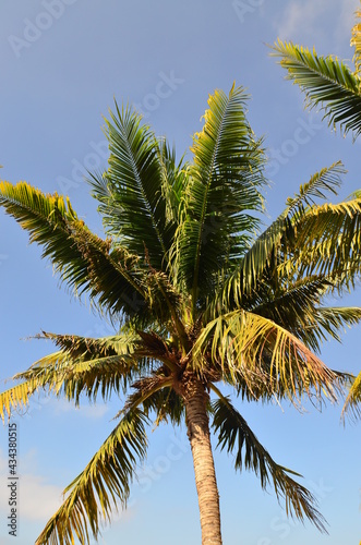Palm in the sun