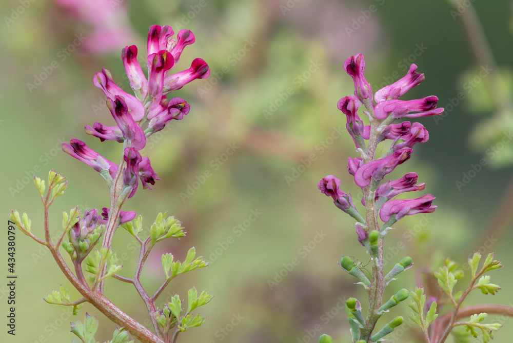 Macro shot of flowers on a common fumitory (fumaria officinalis) plant Macro shot of flowers on a common fumitory (fumaria officinalis) plant