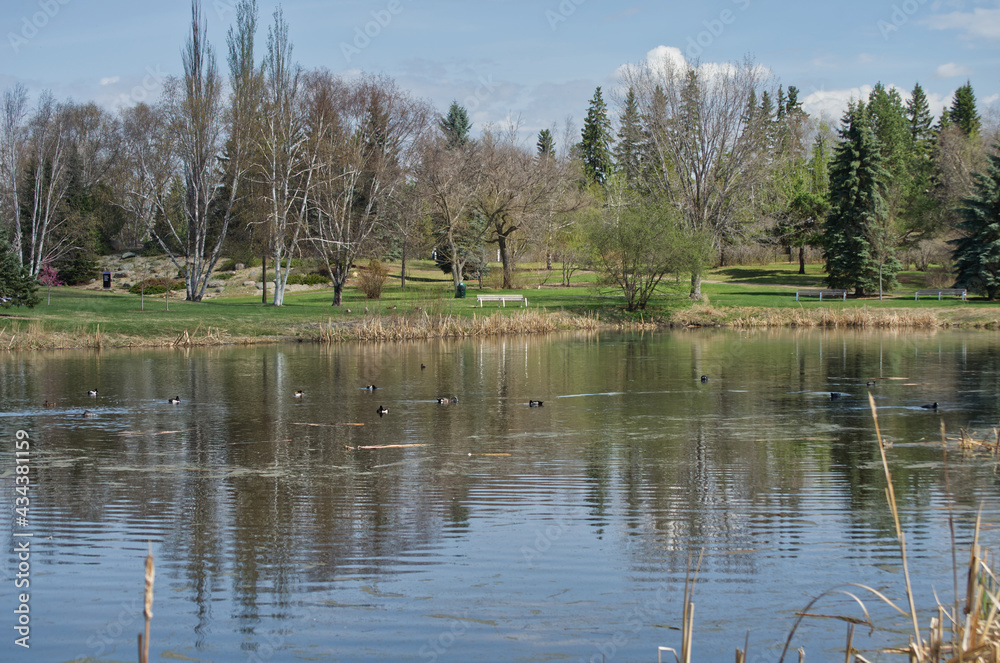 A Large Pond with Trees in the Background