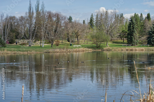 A Large Pond with Trees in the Background