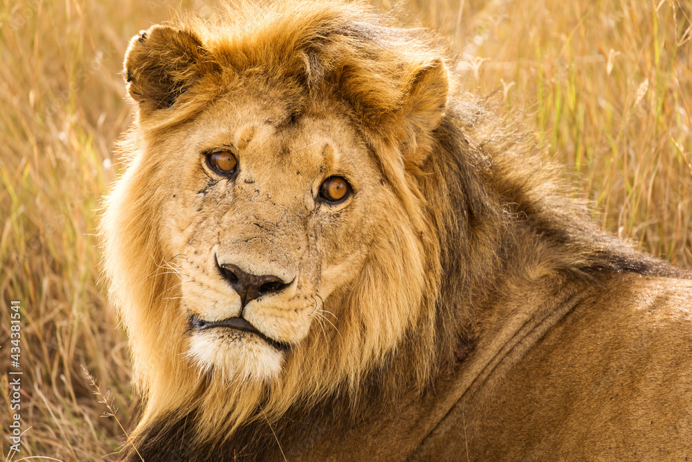 Obraz premium Closeup of a lion resting in the grass during safari in Serengeti National Park, Tanzania. Wild nature of Africa..