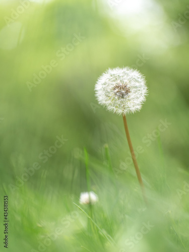 Macro Photo of a Dandelion