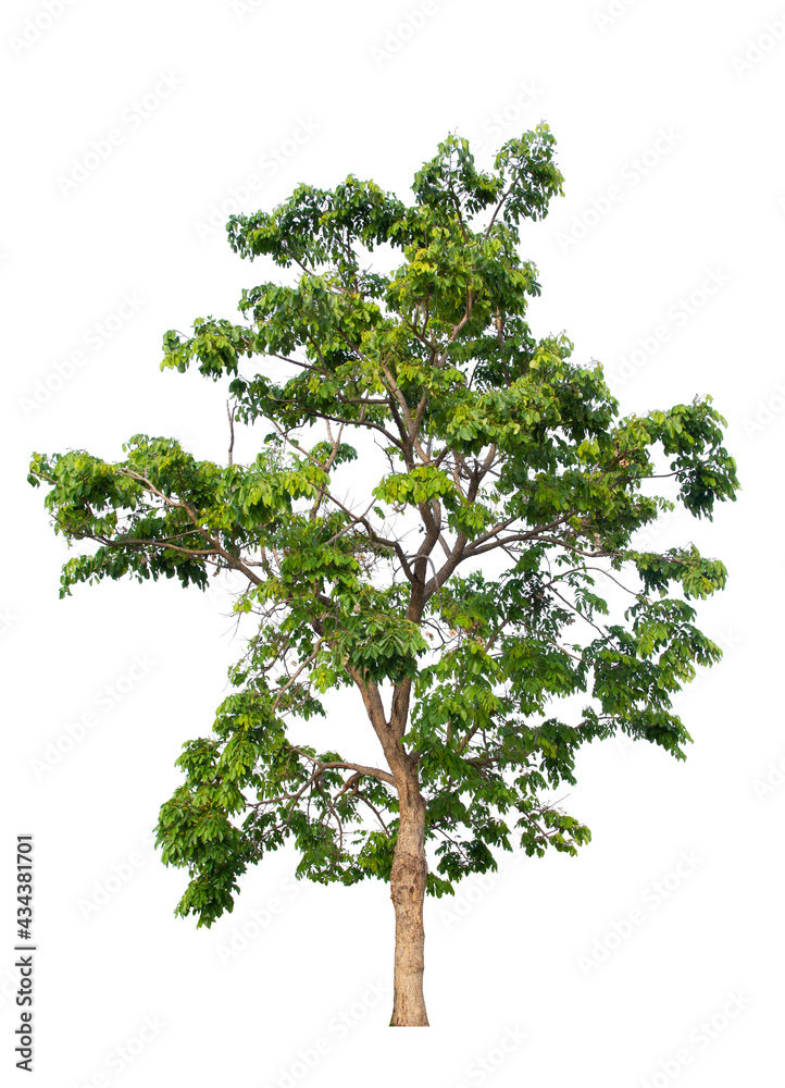 Obraz premium tree isolated on white background