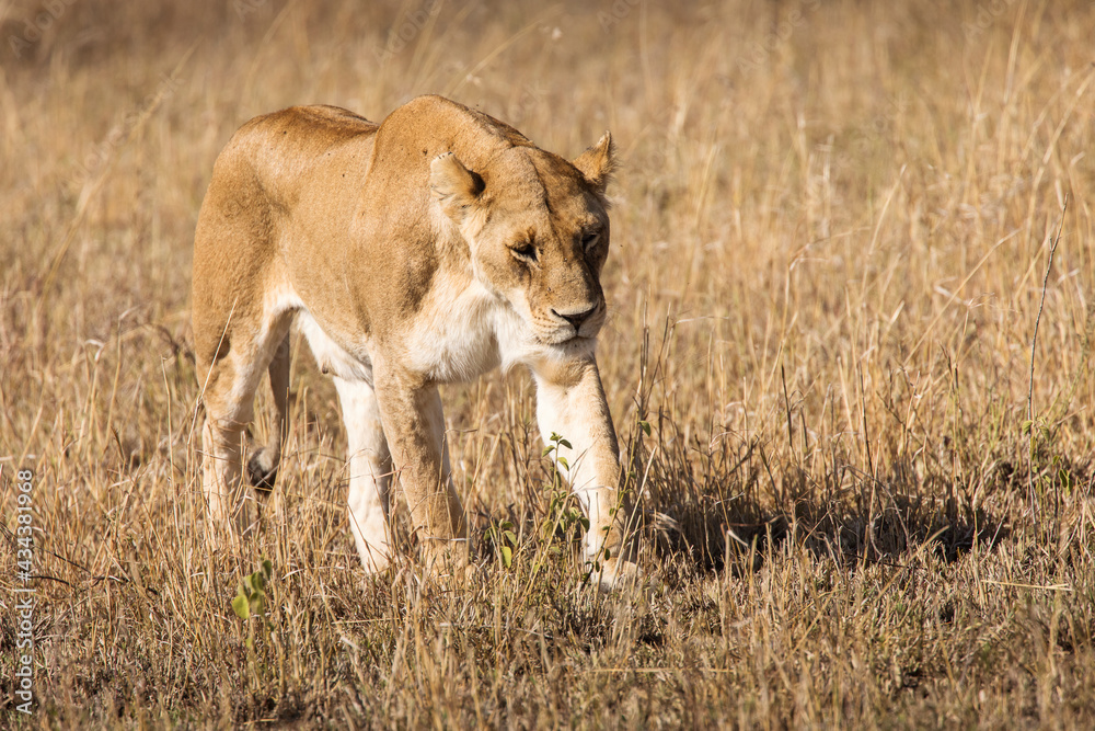 Closeup of a lioness coming straight to camera in the grass during safari in Serengeti National Park, Tanzania. Wild nature of Africa.. Closeup of a lioness coming straight to camera in the grass during safari in Serengeti National Park, Tanzania. Wild nature of Africa..