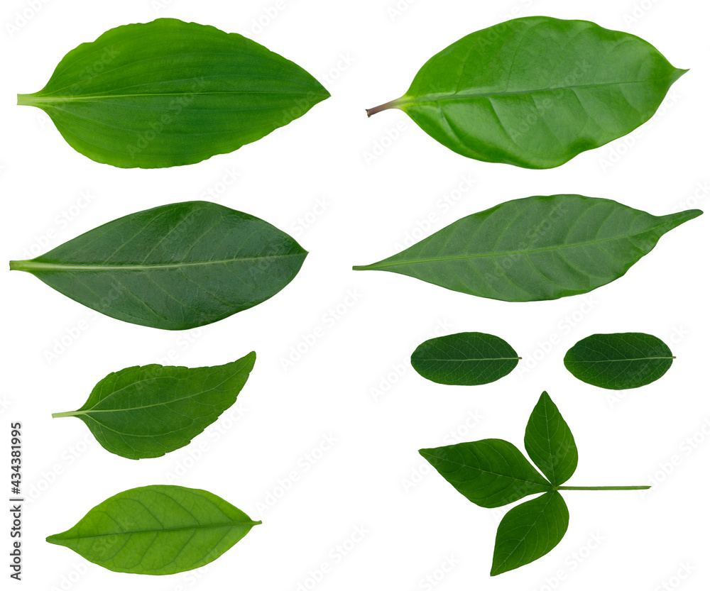 Naklejka premium Closeup of set of green nature leaf isolated cutout on white background with clipping path.