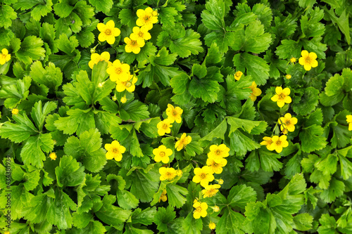 Summer background. Small yellow flowers bloom in the forest. Natural background.