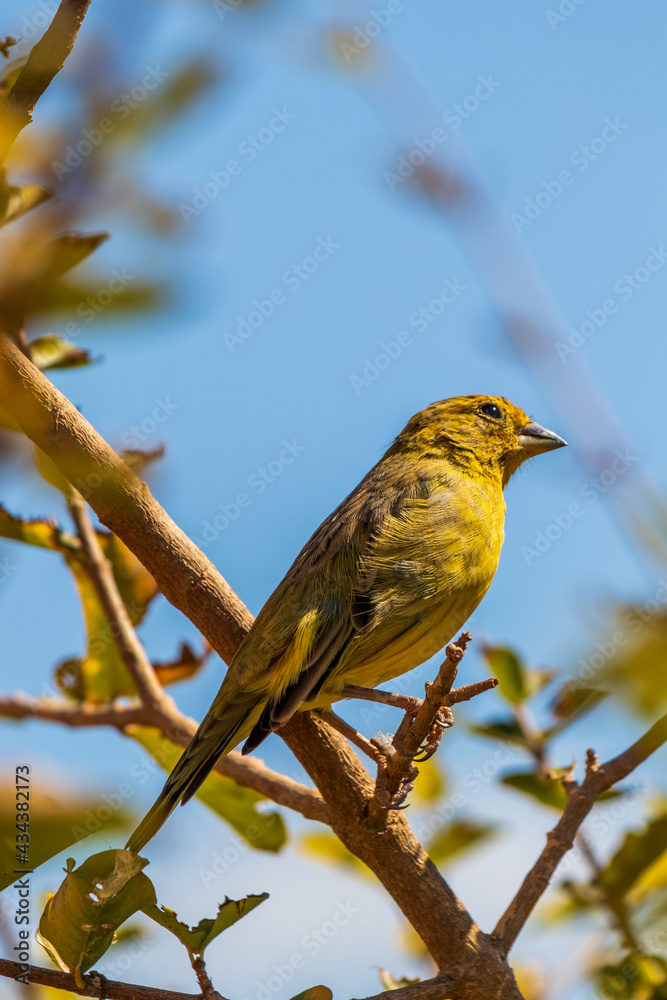 Canário da Terra pousado em um galho - Sicalis flaveola Canário da Terra pousado em um galho - Sicalis flaveola