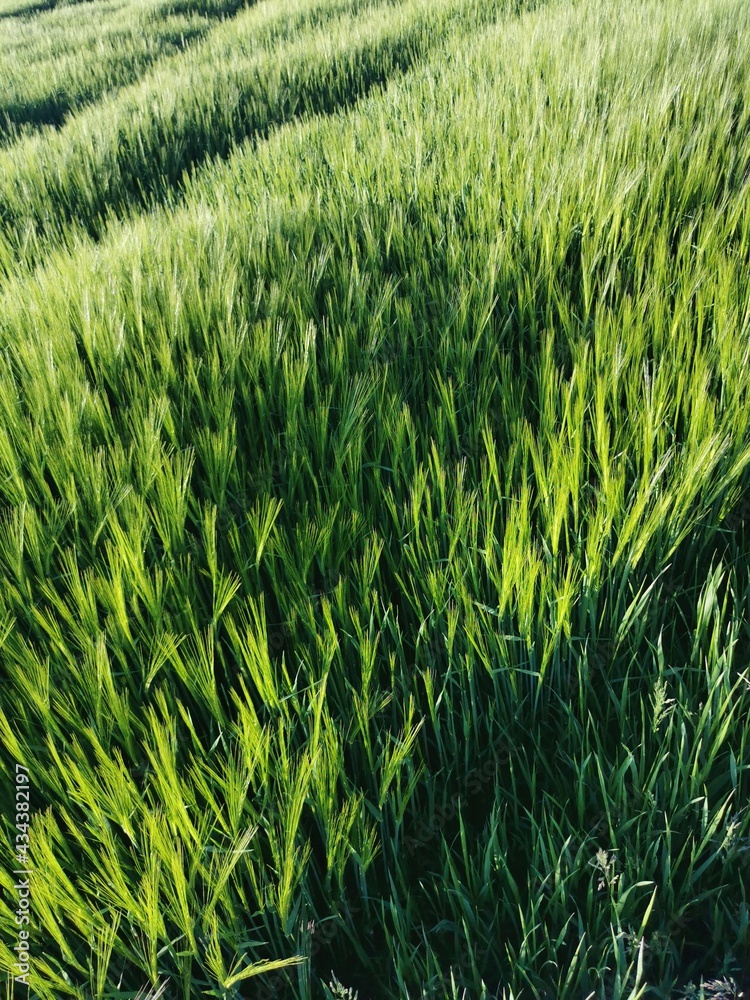 Obraz premium Nature