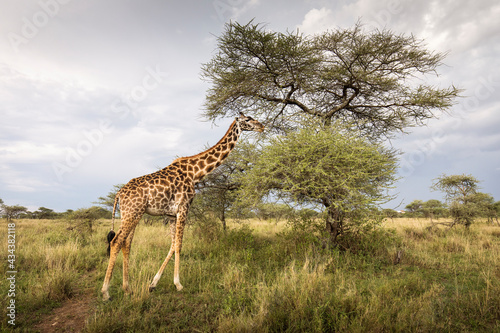 Portrait of a giraffe looking on the camera during safari in Tarangire National Park, Tanzania, with beautiful acacia tree in background. Wild nature of Africa.