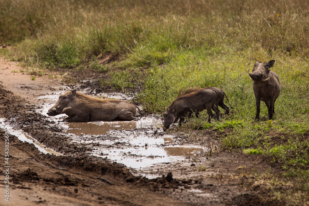 Warthog in mud during safari in Serengeti National Park, Tanzania. Wild nature of Africa. Warthog in mud during safari in Serengeti National Park, Tanzania. Wild nature of Africa.