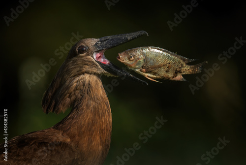 Hamerkop - Scopus umbretta, special bird from African marshes, fresh waters and wetlands, lake Ziway, Ethiopia. photo