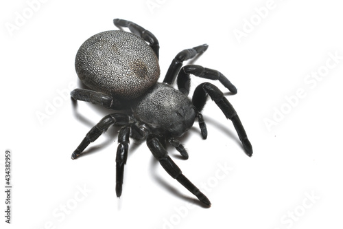 Closeup picture of the Mediterranean ladybird spider Eresus walckenaeri (Araneae: Eresidae) from Greece, a female specimen photographed on white background.