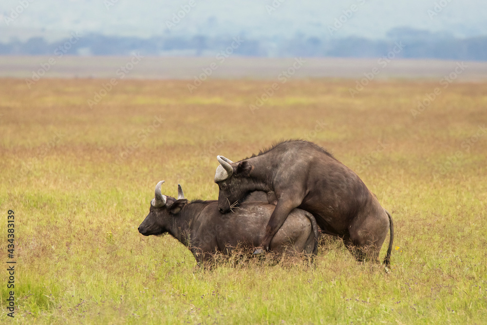 Buffalo in the grass during safari in Serengeti National Park in Tanzani. Wilde nature of Africa.. Buffalo in the grass during safari in Serengeti National Park in Tanzani. Wilde nature of Africa..