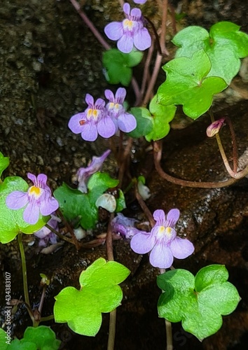 pink flowers in the garden