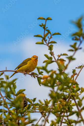 Canário da Terra pousado em um galho de árvore - Sicalis flaveola