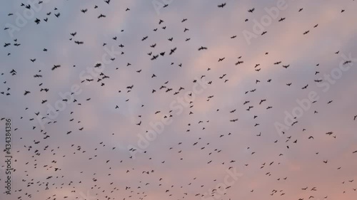 Large flock of birds flying in sunset sky